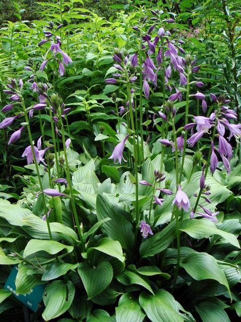 Hosta x 'Betsy King' fleur